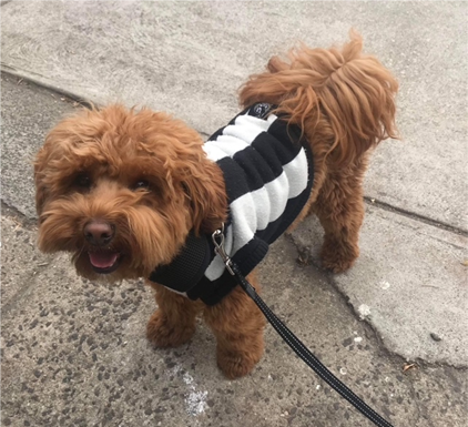 Colling-wooo-d supporter