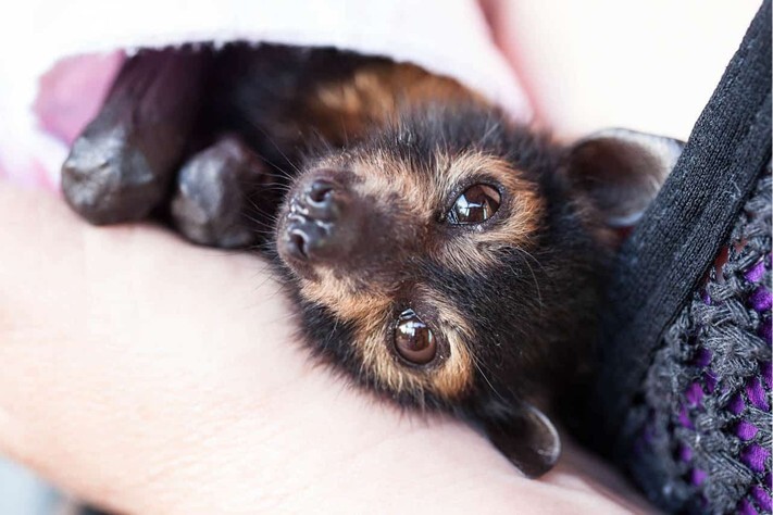 Australian spectacled bat