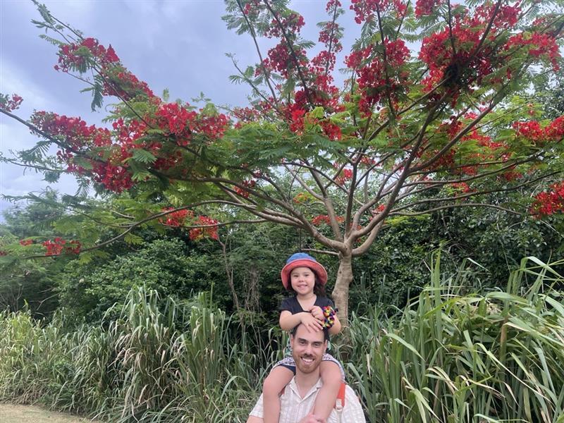 Flame of the Forest tree.