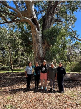500-year-old Scarring Tree at the Kaurna Centre