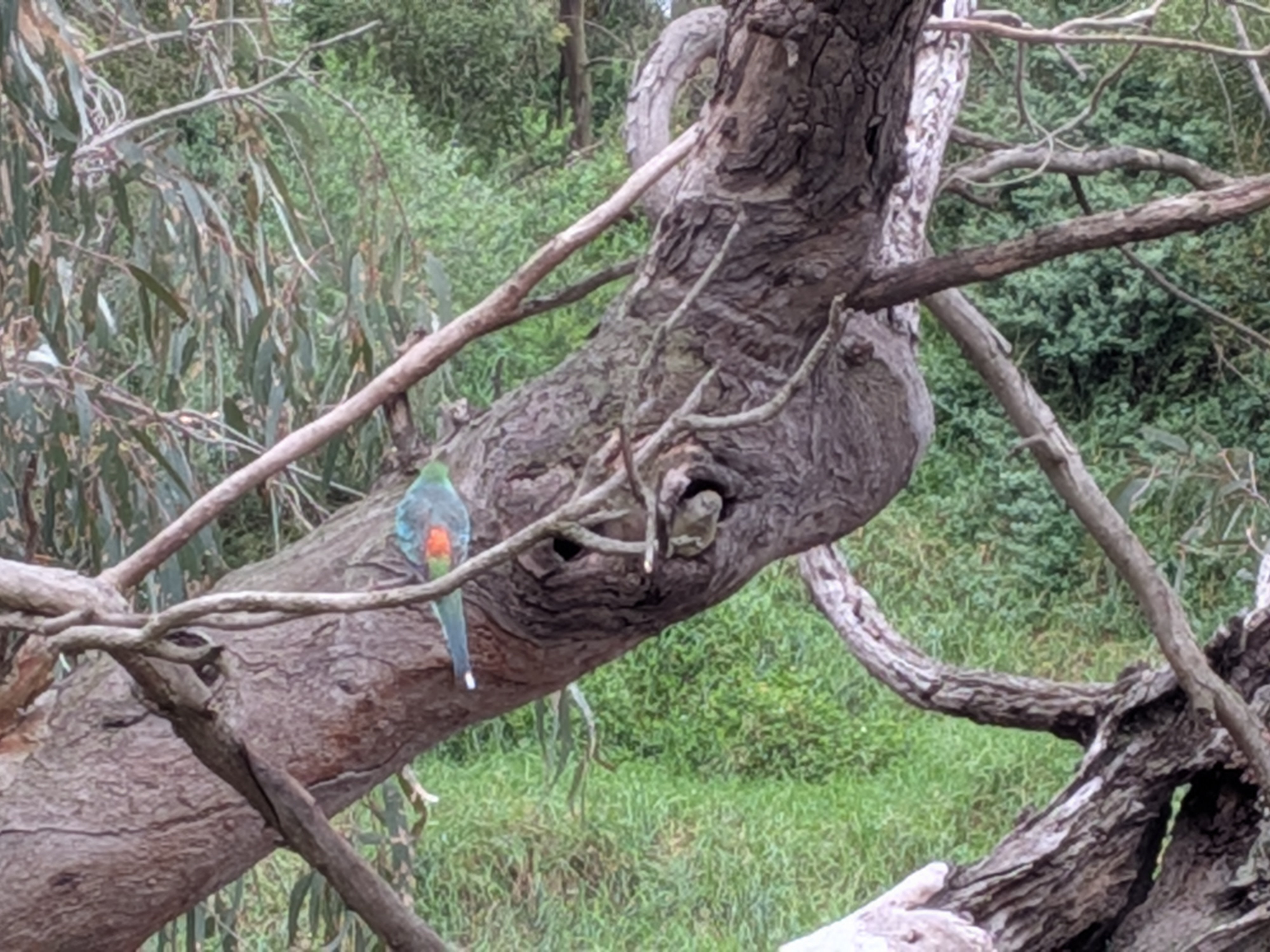 Native Australian parrot